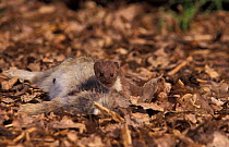 Weasel with rabbit prey {Mustela nivalis} Captive UK