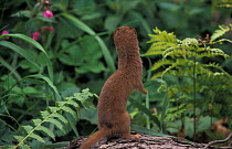 Weasel standing and sniffing the air {Mustela nivalis} Captive UK