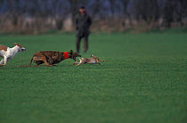Lurcher hare coursing {Lepus europaeus} UK. European / Brown hare
