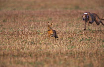 Hare coursing - European / Brown hare {Lepus europaeus} runing from lurcher UK