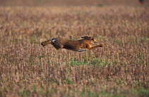 European / Brown hare running at speed, chased by lurcher {Lepus europaeus} UK