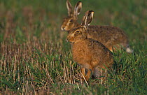European / Brown hares feeding on farmland {Lepus europaeus} Norfolk, UK