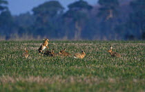Group of European / Brown hares {Lepus europaeus} during breeding season Norfolk, UK