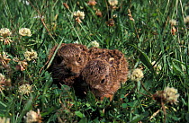 European hare leverets in grass {Lepus europaeus} Norfolk, UK