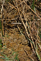 European hare leverets camouflaged in bracken nest {Lepus europaeus} Norfolk, UK