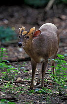 Muntjac deer buck {Muntiacus reevesi} Norfolk, UK