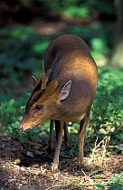 Muntjac deer buck {Muntiacus reevesi} Norfolk, UK