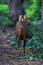 Muntjac deer male {Muntiacus reevesi} Norfolk, UK
