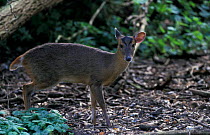 Muntjac deer female {Muntiacus reevesi} Norfolk, UK
