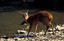 Muntjac deer female at water {Muntiacus reevesi} Norfolk, UK
