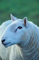 Cheviot sheep ram head portrait {Ovis aries} Cumbria UK