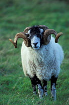 Swaledale sheep ram {Ovis aries} Cumbria UK