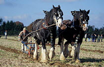 Shire horse pair ploughing {Equus caballus} Somerset UK