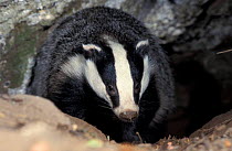 Badger emerging from sett {Meles meles} Somerset UK