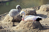 Chilean flamingo chick + Andean flamingo foster parent {P. andinus} Slimbrige WWT captive