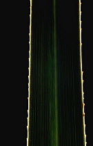 Blade of Sawgrass {Cladium jamaicensis} Everglades NP, Florida, USA
