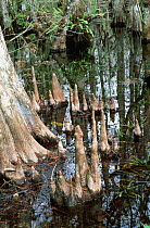 Bald cypress {Taxodium distichum} showing root knees, Big Cypress swamp Florida USA