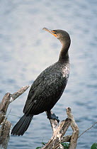 Double crested cormorant {Phalacrocorax auritus} Everglades NP Florida USA
