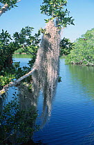Spanish moss {Tillandsia usneoides} growing on trees. Everglades NP Florida USA