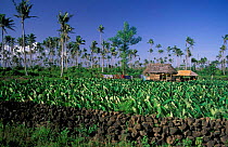 Traditional Fale and Taro plantation. Savaii, Western Samoa, Polynesia