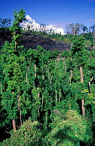 Tree canopy inside extinct volcano crater. Savaii Western Samoa Polynesia