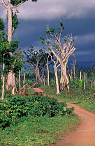 Cyclone damage to trees. Savaii Western Samoa Polynesia