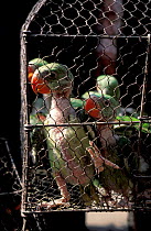 Rose ringed parakeet chicks in cage for sale {Psittacula krameri}