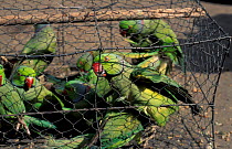 Rose ringed parakeets in cage for sale {Psittacula krameri}