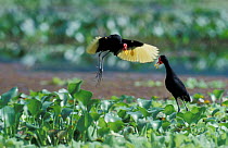 Wattled jacana courtship display {Jacana jacana hypomelaena} Chagres Panama