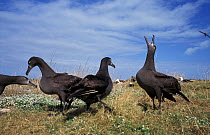 Black footed albatross {Phoebastria nigripes} courtship display. Midway, Pacific
