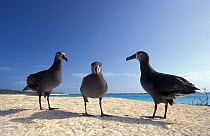 Three Black footed albatross {Phoebastria nigripes} Midway Atoll, Pacific