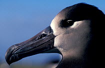 Black footed albatross head profile portrait {Phoebastria nigripes} Midway Atoll, Pacific
