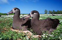 Black footed albatross nesting pair {Phoebastria nigripes} Midway atoll Pacific