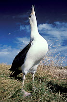 Laysan albatross display (Phoebastria immutabilis) Midway Atoll Pacific