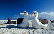 Laysan albatross (Phoebastria immutabilis) nesting pair with Black footed albatross (Phoebastria nigripes) Sand Is Midway Atoll Pacific