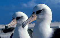 Laysan albatross nesting pair (Phoebastria immutabilis) Sand Is Midway Atoll Pacific