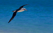 Laysan albatross flying over sea (Phoebastria immutabilis) Midway Pacific