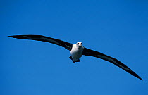 Laysan albatross flying (Phoebastria immutabilis) Midway Pacific