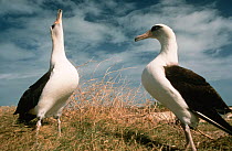 Laysan albatross display (Phoebastria immutabilis) Sand Is Midway Atoll Pacific