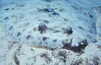Peacock flounder camouflaged on seabed {Bothus lunatus} Midway Pacific