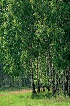 Birch trees in spring in Biosphere reserve, Schofheide, Bradenberg, Germany