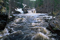 Oulankajoki river, swollen due to snow melt in May, Oulanka NP, Kuusamo, Northern Finland