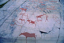 Ancient Rock carvings around 3000-5000 yrs old, depicting caribou hunt, Alta, S Amiland/Lapland, Finnmark, Northern Norway . 1997.
