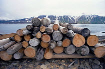 Logpile (driftwood collected for winter fuel). Svalbard, Norway.