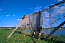 Traditional fishing nets hung out to dry with handmade floats attached, Samiland / Lapland, Finnmark, Northern Norway . 1997.