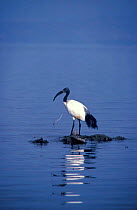 Sacred ibis {Threskiornis aethiopicus} Lake Naivasha, Kenya