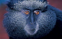 Blue monkey face {Cercopithecus mitis} Virunga NP, Democratic Republic of Congo.