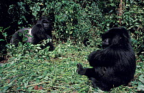 Mountain gorilla males, of same family group, confrontation. Virunga NP, Dem Rep Congo