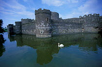 Beaumaris castle with swan on moat, Anglesey, Wales, UK. built by King Edward I 1295-1330