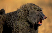 Olive baboon {Papio anubis} male with nose wounds from fighting, Tanzania